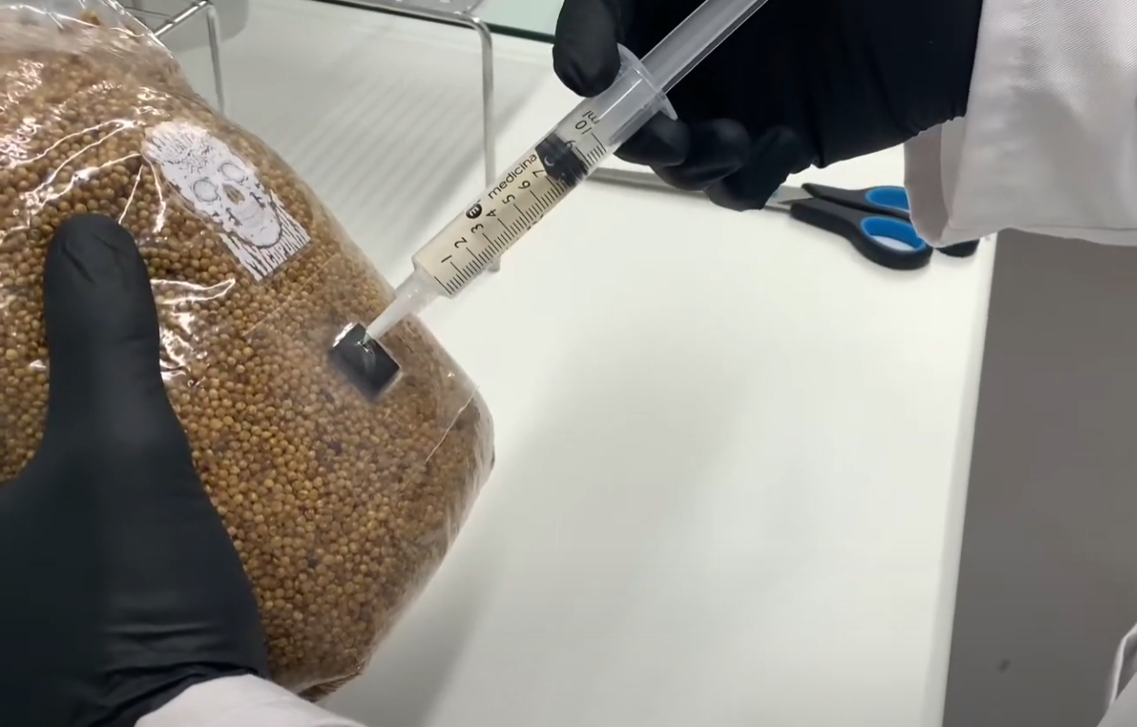 Load video: A video of someone injecting liquid culture into a bag of sterile mycopunks grain.