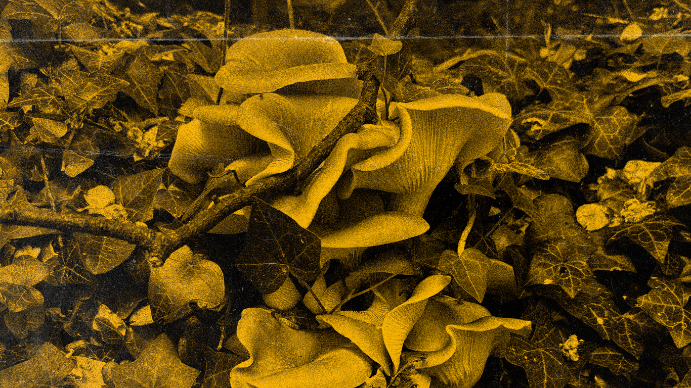 Yellow Oyster Disaster Zone