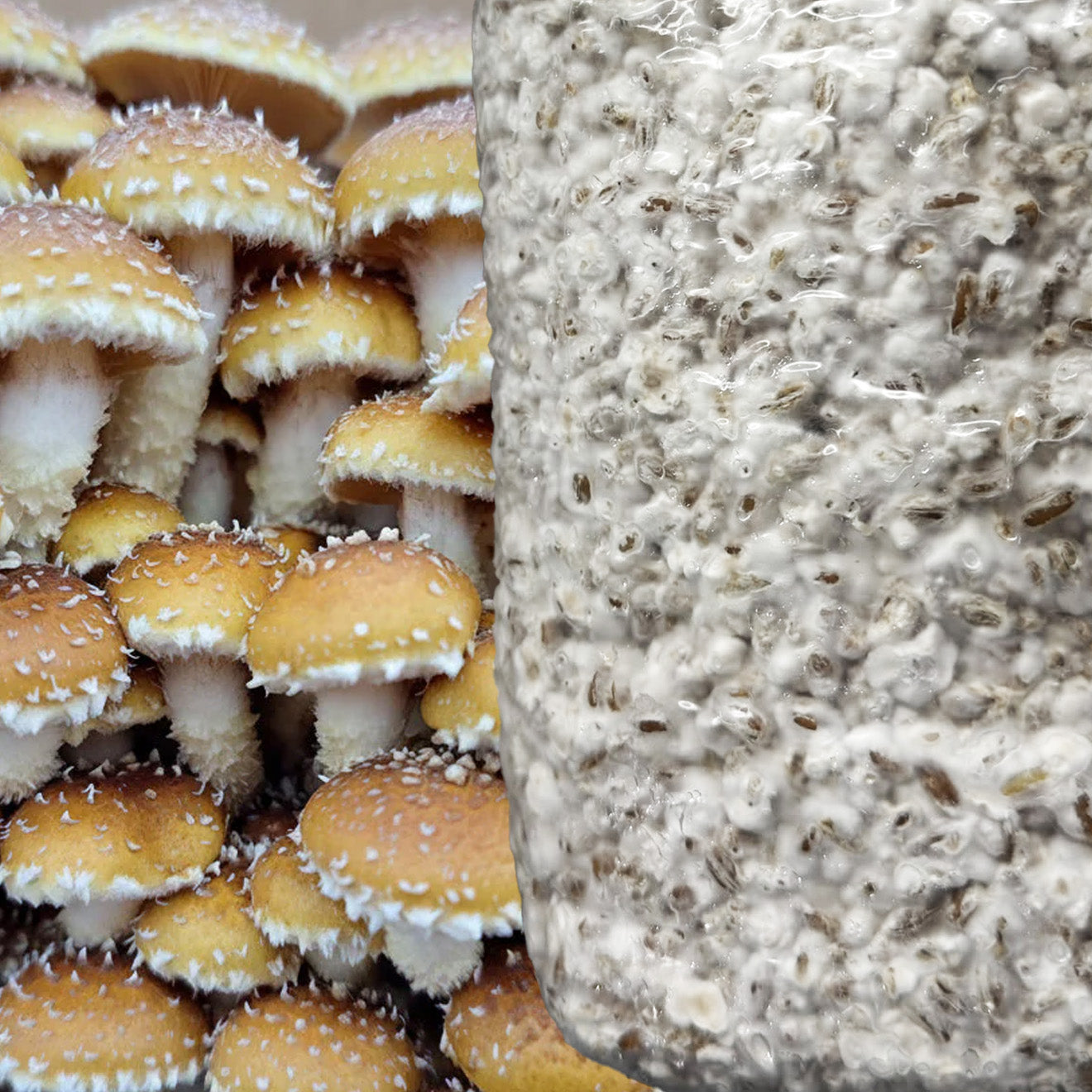 Colonised Grain Spawn