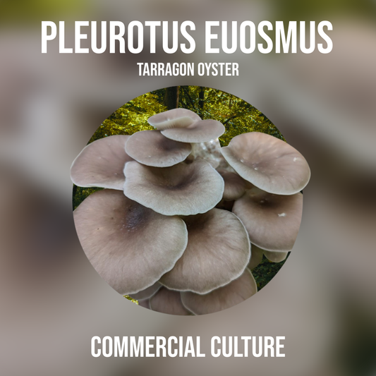 Pleurotus euosmus (Tarragon oyster) Commercial culture (MP12)
