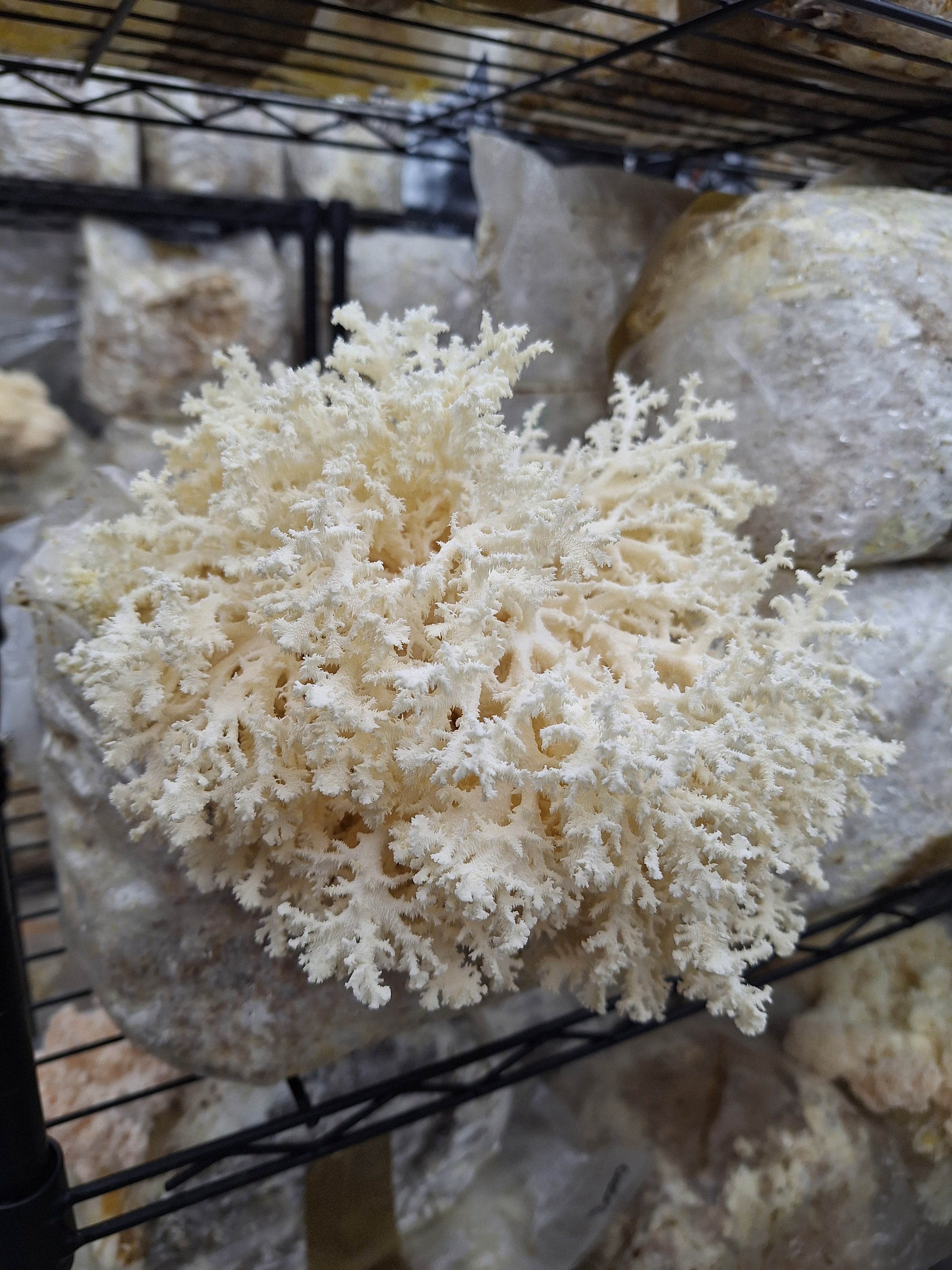 Coral Tooth Colonised Grain Spawn (NATIVE)
