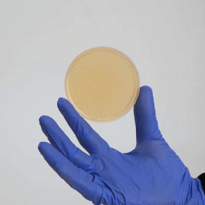 Potato Dextrose Yeast Agar (PDYA) Petri Dishes for Mushroom Mycelium Cultivation