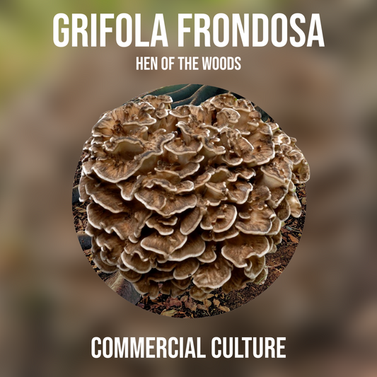 Grifola frondosa (Hen of the woods) Commercial culture (MP15)