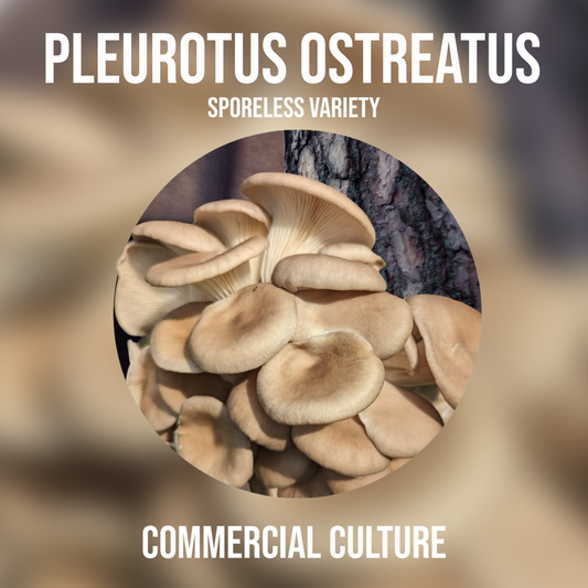 Pleurotus ostreatus (Sporeless) Commercial culture (MP10)