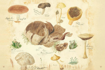 Fungi Collected in Shropshire and Other Neighbourhoods : A Victorian Woman's Illustrated Field Notes