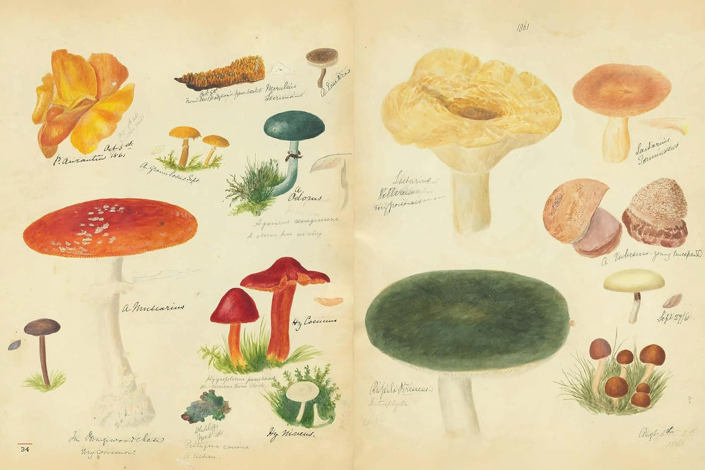 Fungi Collected in Shropshire and Other Neighbourhoods : A Victorian Woman's Illustrated Field Notes