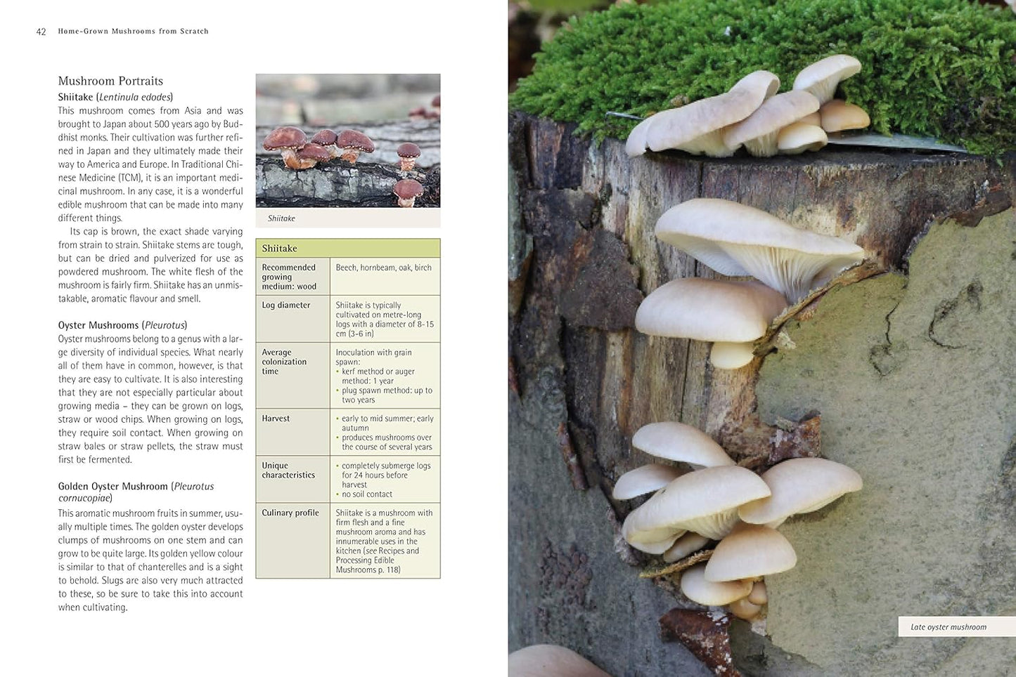 Home-Grown Mushrooms from Scratch : A Practical Guide to Growing Mushrooms Outside and Indoors