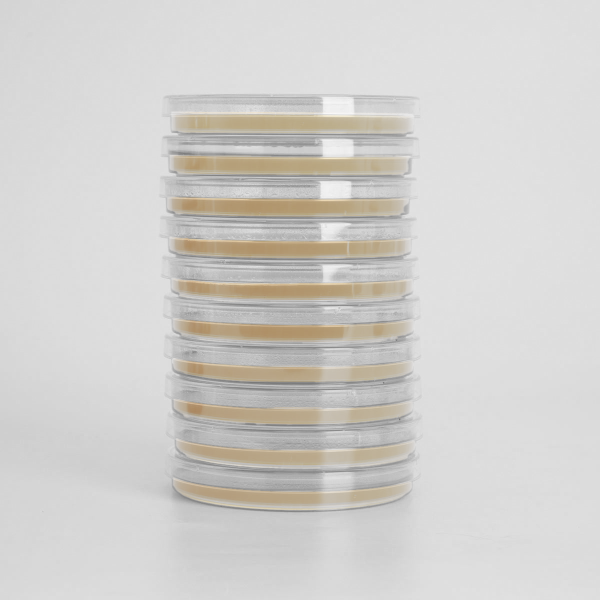 Water Agar Petri Dishes for Wild Fungal Cloning and Mushroom Mycelium Cultivation