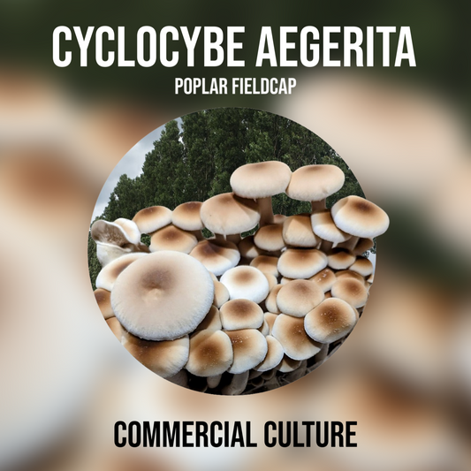 Cyclocybe aegerita (Pioppino / Black Poplar) Commercial culture (MP11)