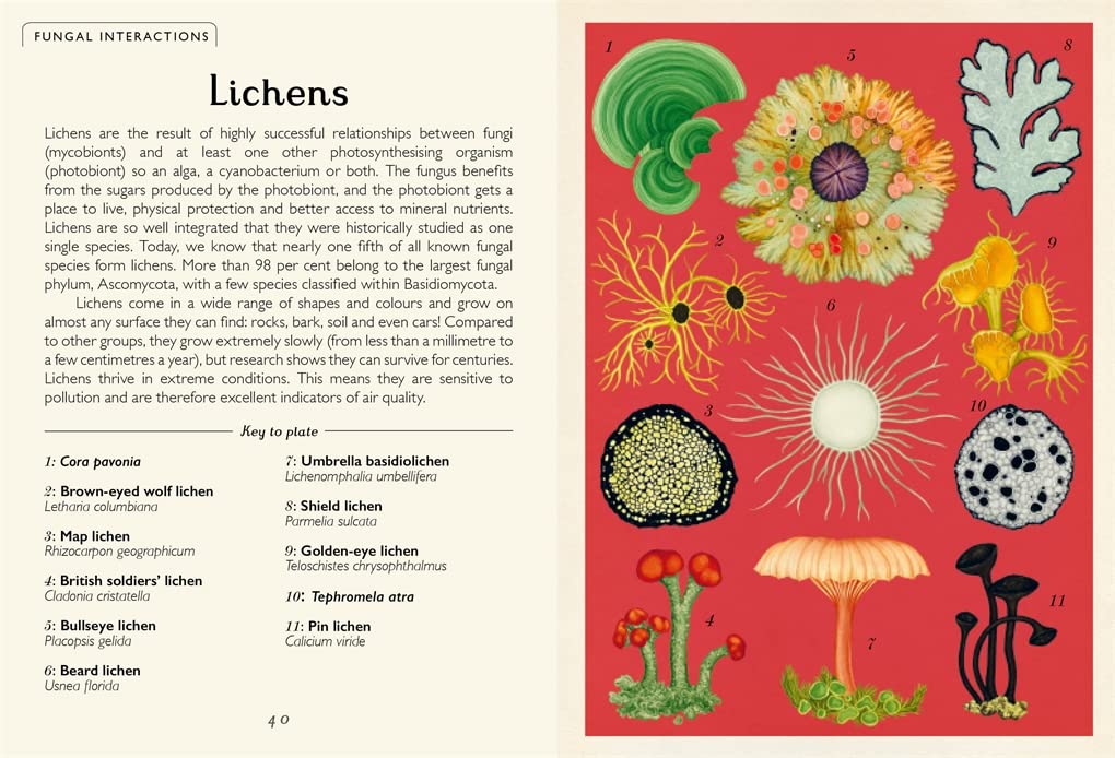 Fungarium (Mini Gift Edition) (Welcome To The Museum)