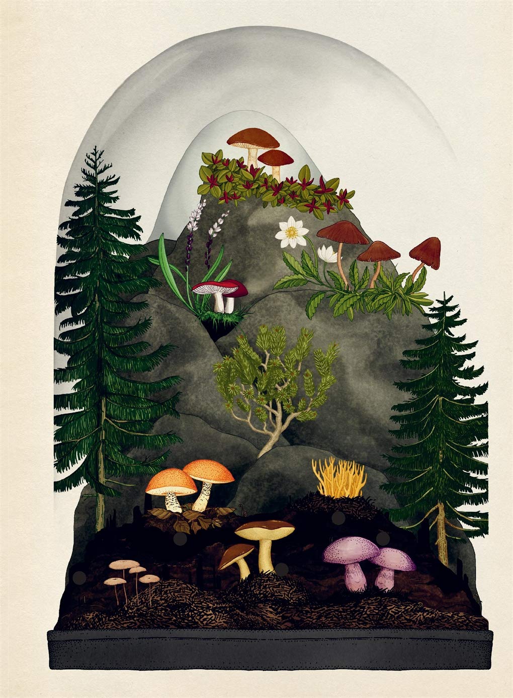 Fungarium - Poster Book