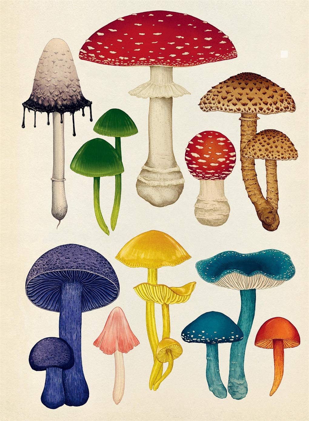 Fungarium - Poster Book