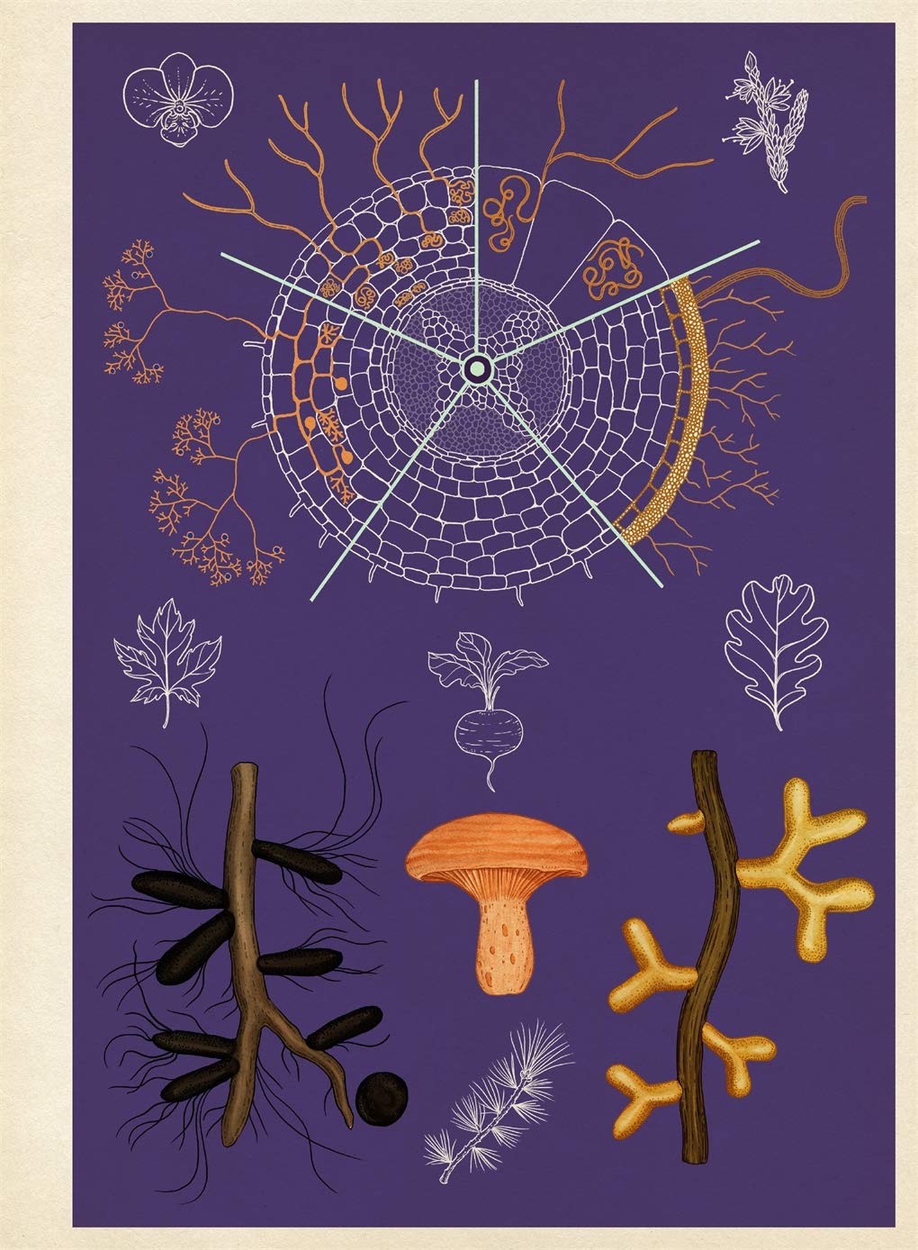 Fungarium - Poster Book