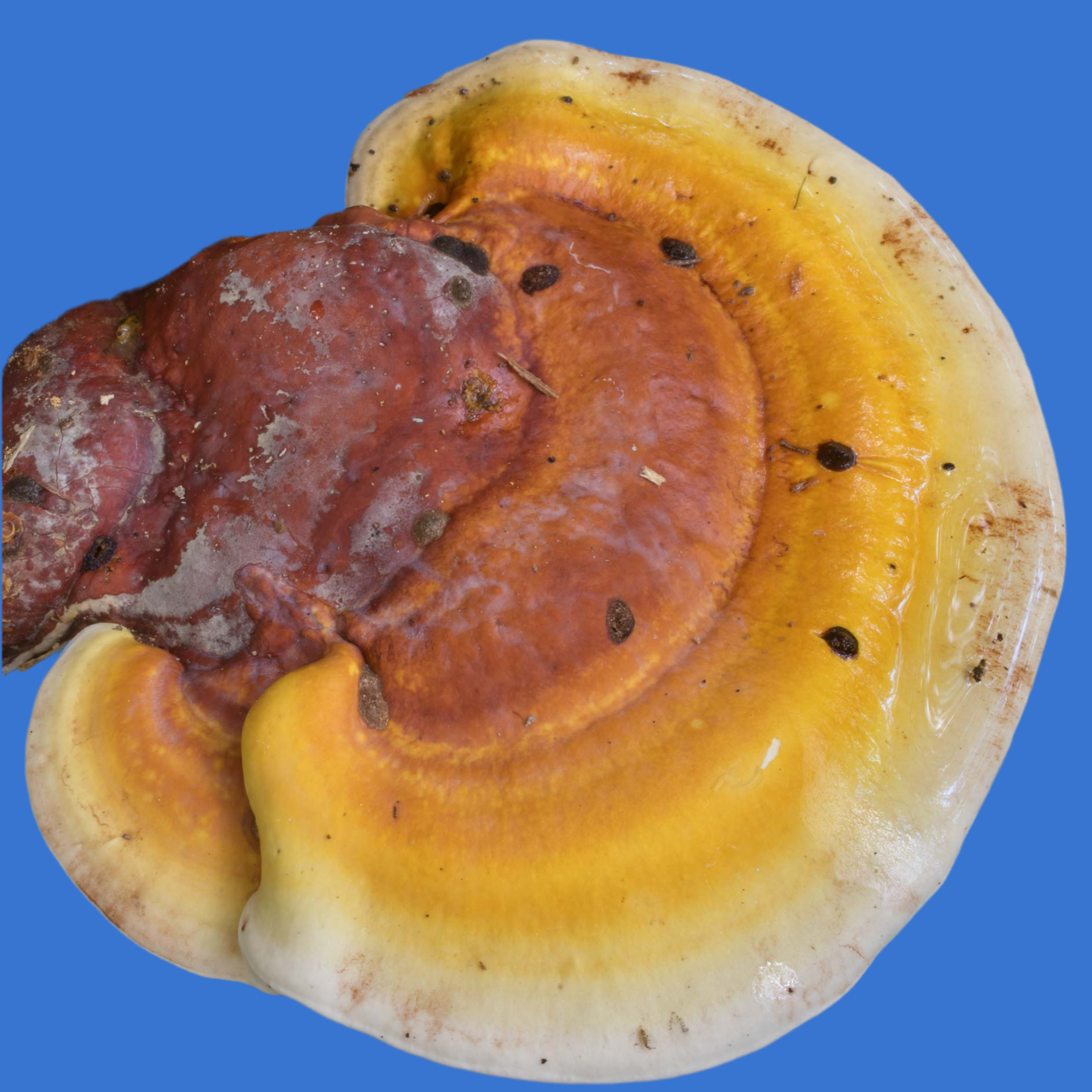 Reishi Grain Spawn