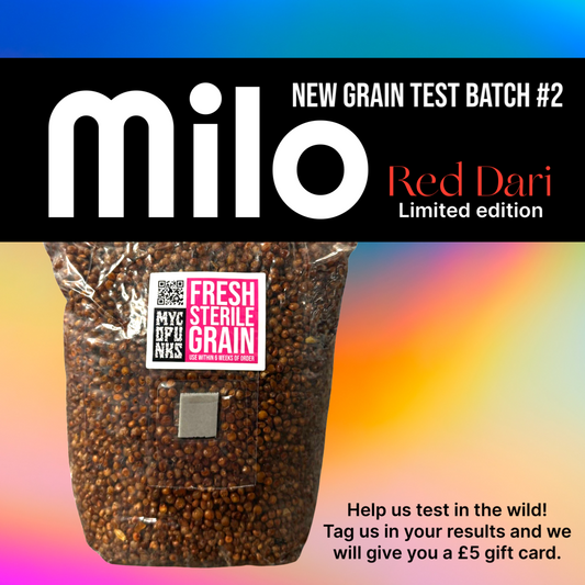 Test Batch #2 : Milo (Red Dari) Sterile Grain for Mushroom Grain Spawn