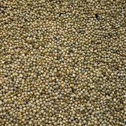 Whole White Millet for Mushroom Spawn