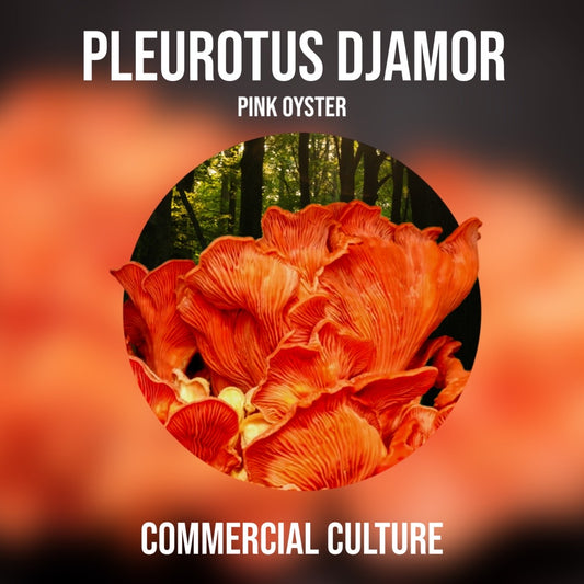 Pleurotus djamor (Pink oyster) Commercial liquid culture (MP16)