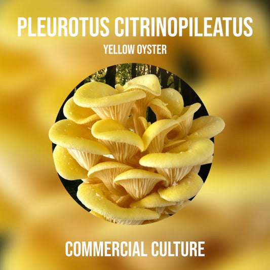 Pleurotus citrinopileatus (Yellow oyster) Commercial liquid culture (MP17)