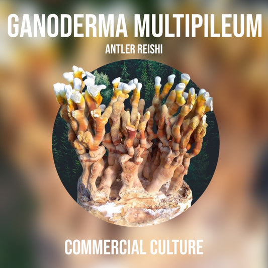 Ganoderma multipileum (Antler reishi) Commercial liquid culture (MP18)