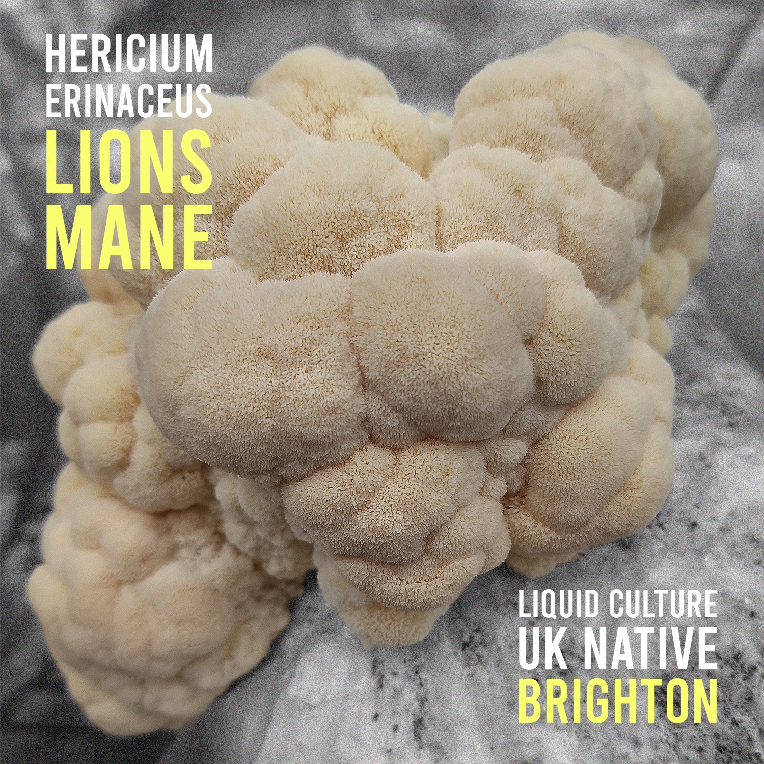 Native Brighton Hericium erinaceus (Lions Mane) Liquid Culture (JCMBR37)
