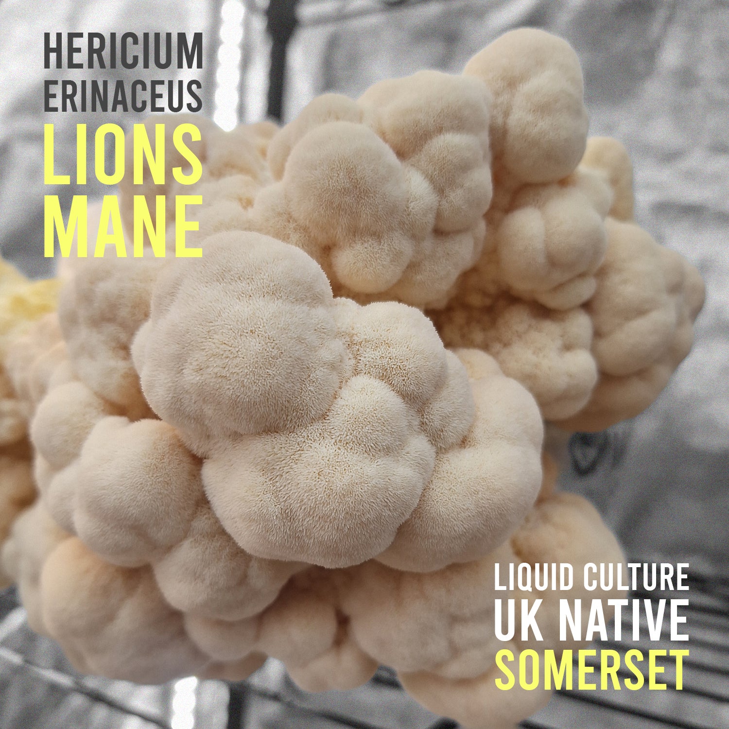 Native Somerset Hericium erinaceus (Lions Mane) Liquid Culture (JCM16)