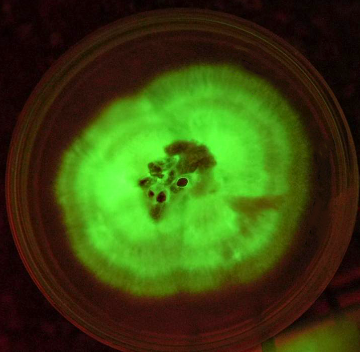 Panellus stipticus (Bitter oyster) Bioluminescent mushroom culture