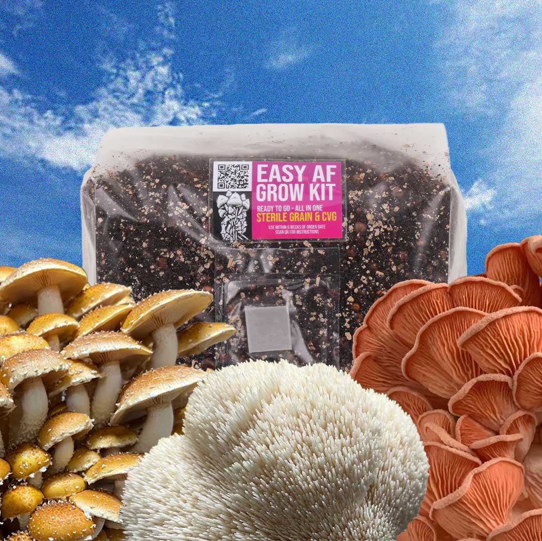 Basics: DIY Gourmet Grow Kit (Speckled Chestnut, Lions Mane, Pink Oyster) - SUMMER EDITION