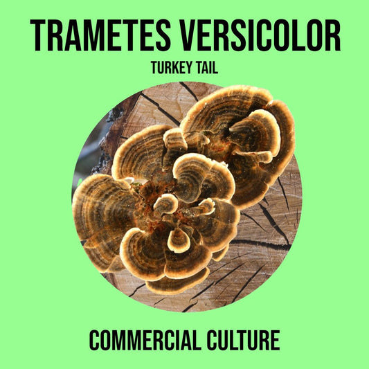 Trametes versicolor (Turkey Tail) commercial culture (MP09)
