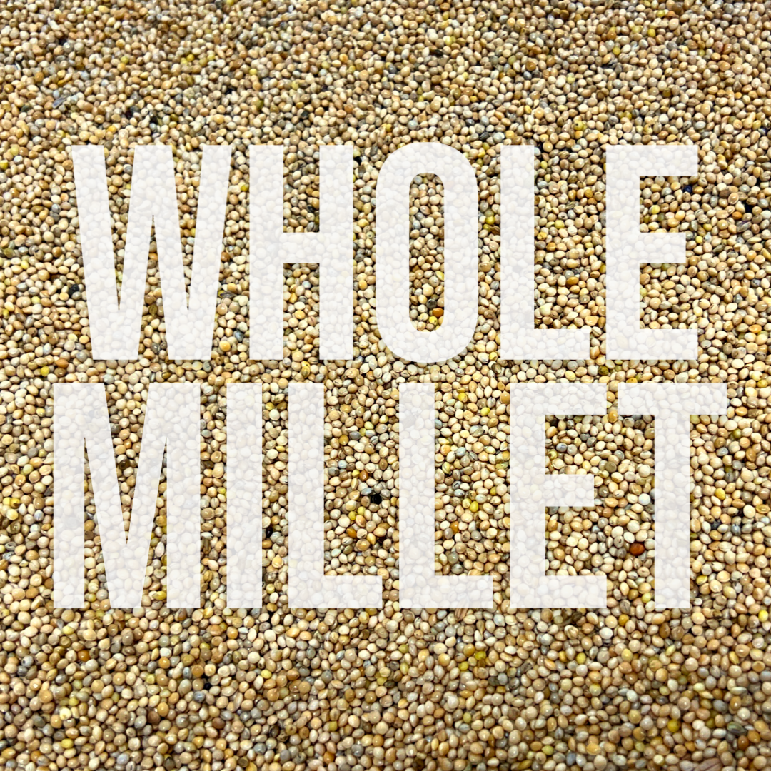 Unprocessed whole white millet to be used for growing mushrooms