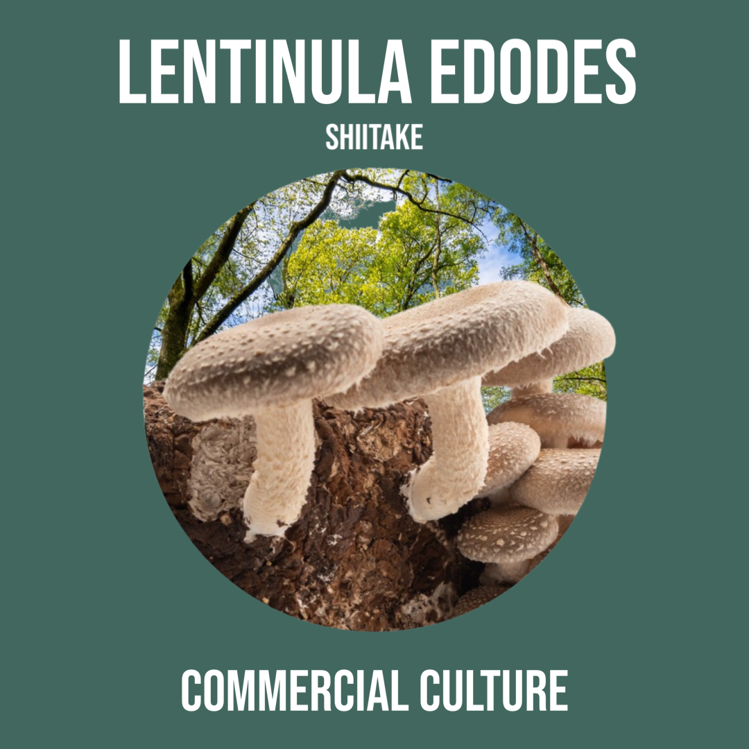 Lentinula edodes (Shiitake) commercial culture (MP07)