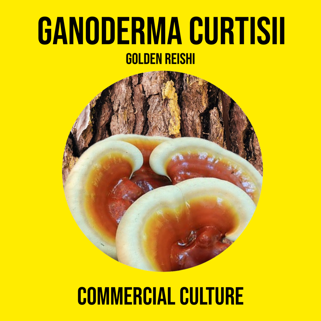 Ganoderma curtisii (Golden Reishi) commercial culture (MP08)