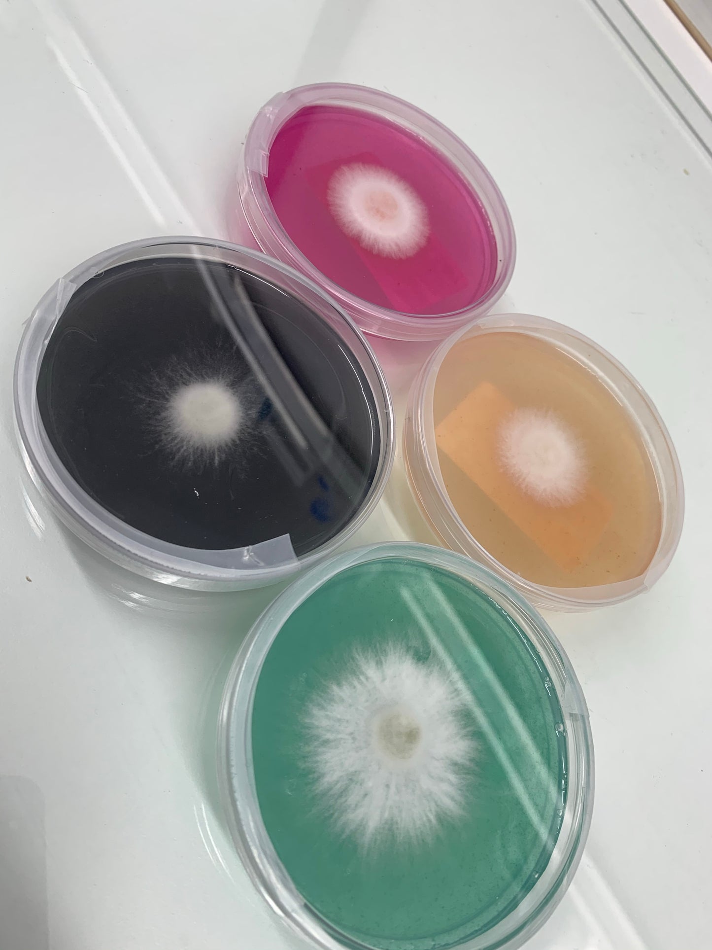 Mycelium beginning to grow on four MycoPunks agar plates, black, blue, pink, and yellow