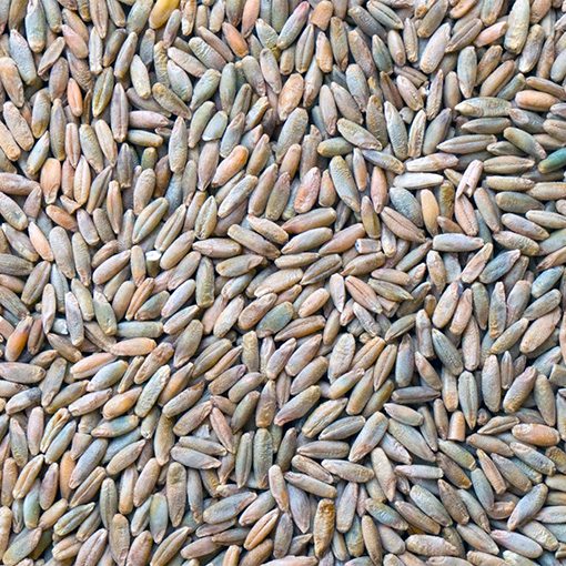 A close up of unprocessed organic rye grains