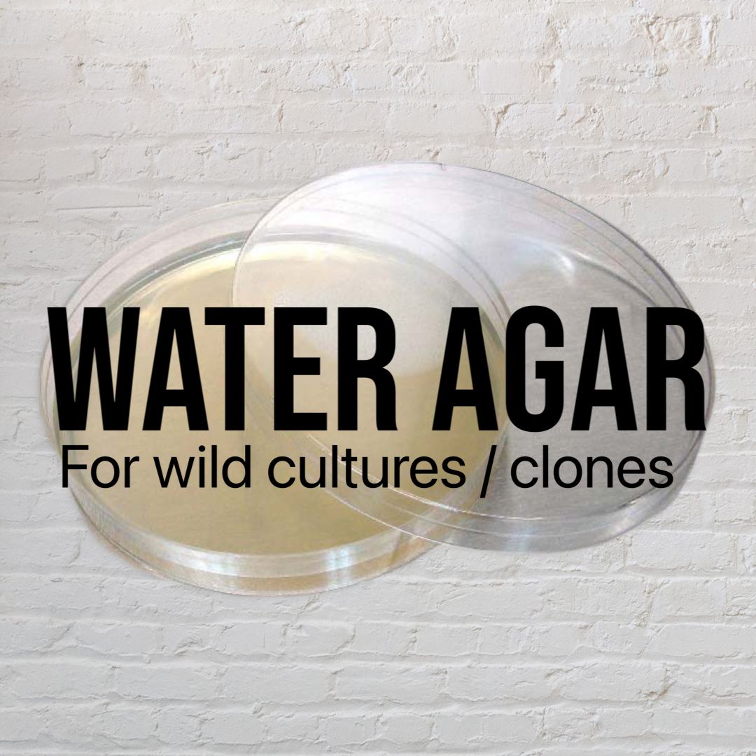 MycoPunks - Water Agar Petri Dishes for Wild Fungal Cloning -