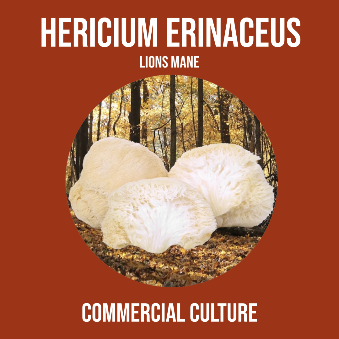 Hericium erinaceus (Lions Mane) Commercial culture (MP01A)