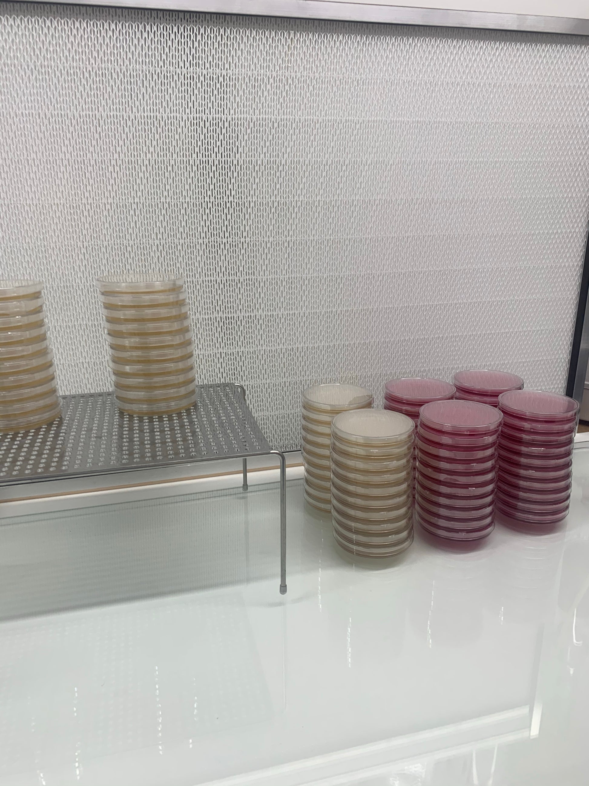 MycoPunks - 10 Light Malt Extract Agar Custom (LME) Petri Dishes for Fungal Cultures - Custom Agar