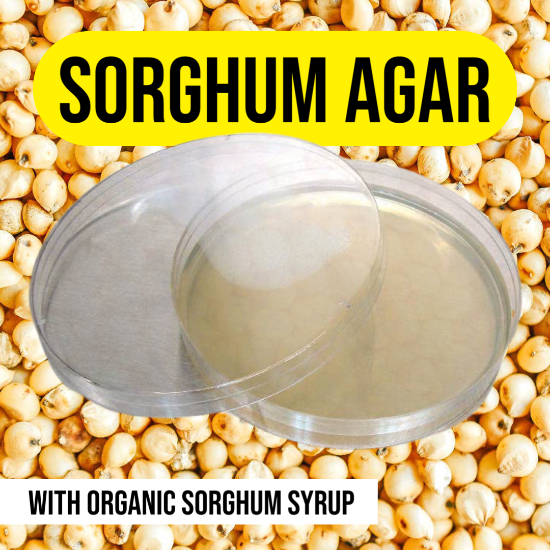 Sorghum agar for mushroom cultures
