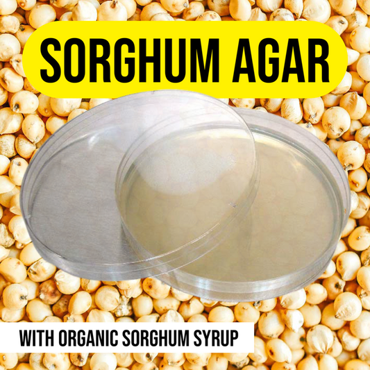 Sorghum agar for mushroom cultures