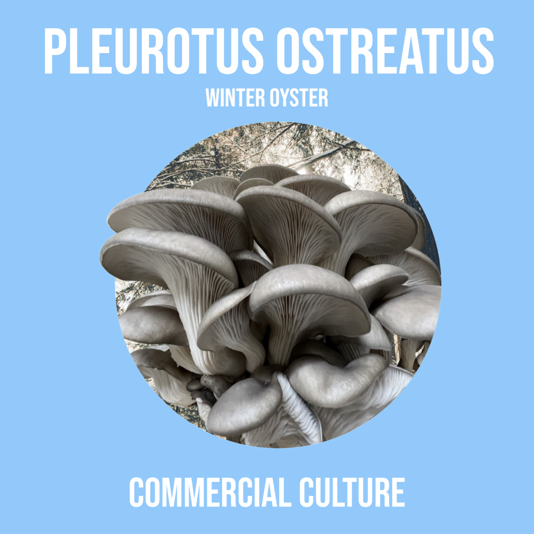 Pleurotus ostreatus (Winter Oyster) Commercial culture (MP03)