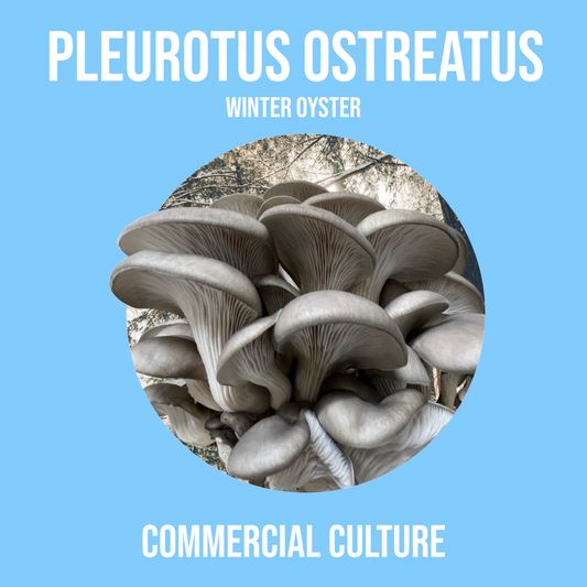 Pleurotus ostreatus (Winter Oyster) Commercial culture (MP03)