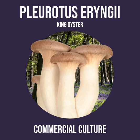 Pleurotus eryngii (King oyster) commercial culture (MP05)