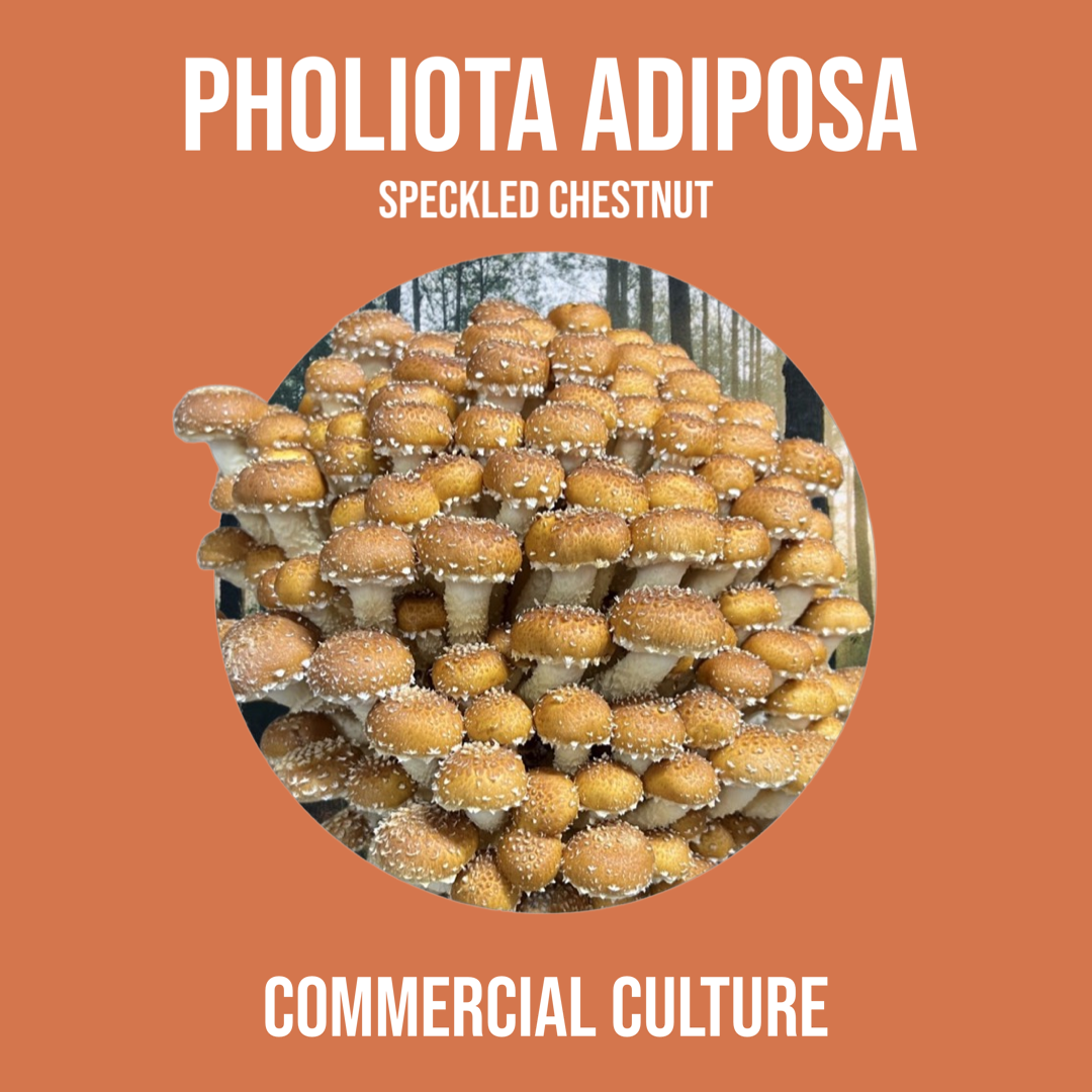 Pholiota adiposa (Speckled chestnut) commercial culture (MP04)