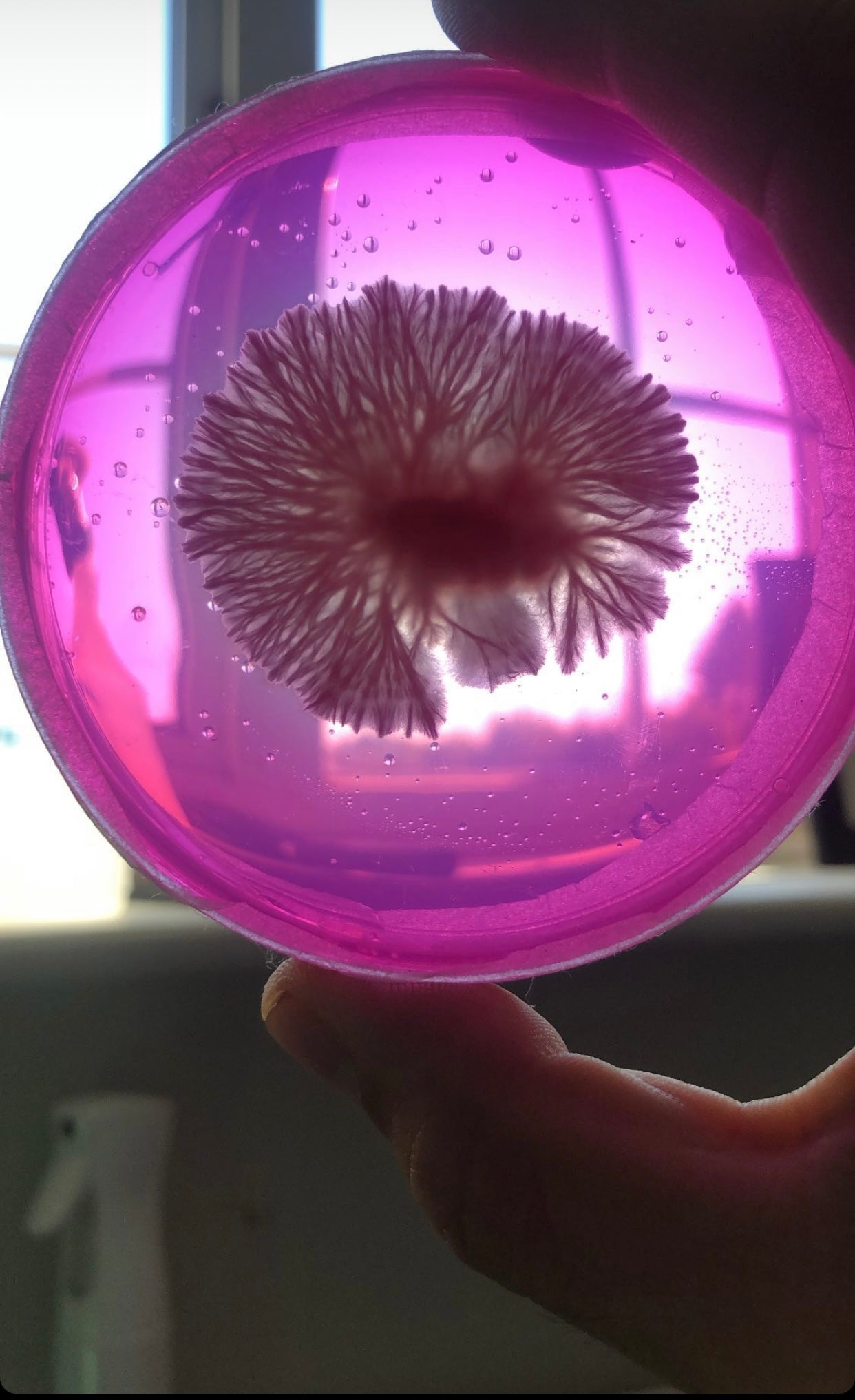MycoPunks - 20 Light Malt Extract Agar Custom (LME) Petri Dishes for Fungal Cultures - Custom Agar