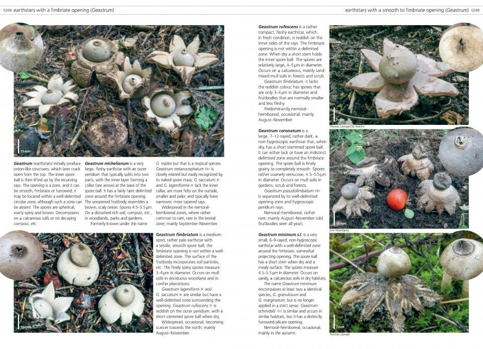 MycoPunks - Fungi of Temperate Europe volumes 1 + 2 - Book