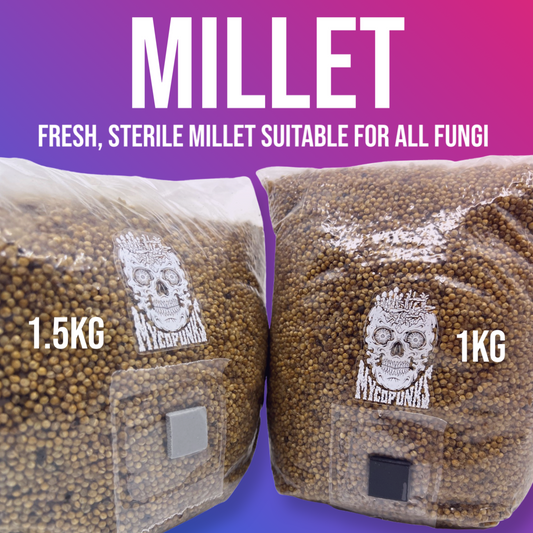 Sterile MILLET Grain For Mushroom Spawn Production